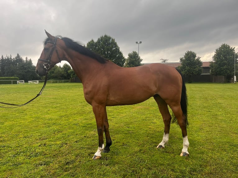 Cheval de sport allemand Hongre 15 Ans 171 cm Bai in Wedemark