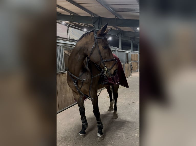 Cheval de sport allemand Hongre 15 Ans 172 cm Bai brun in Leeuwarden