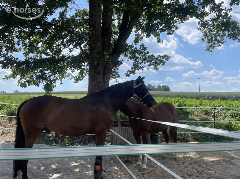 Cheval de sport allemand Hongre 15 Ans 173 cm  in Roth