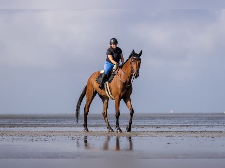 Cheval de sport allemand Hongre 15 Ans 175 cm  in Kamen