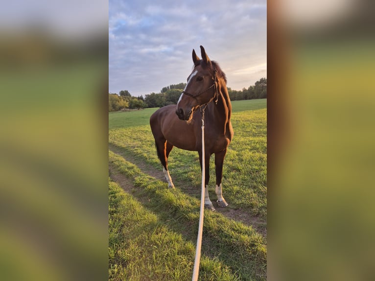 Cheval de sport allemand Hongre 15 Ans 176 cm Bai in Leipzig