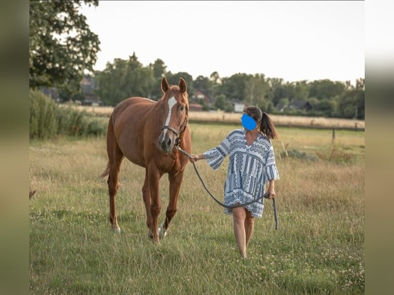 Cheval de sport allemand Hongre 15 Ans 178 cm Alezan in GrevenbroichGrevenbroich