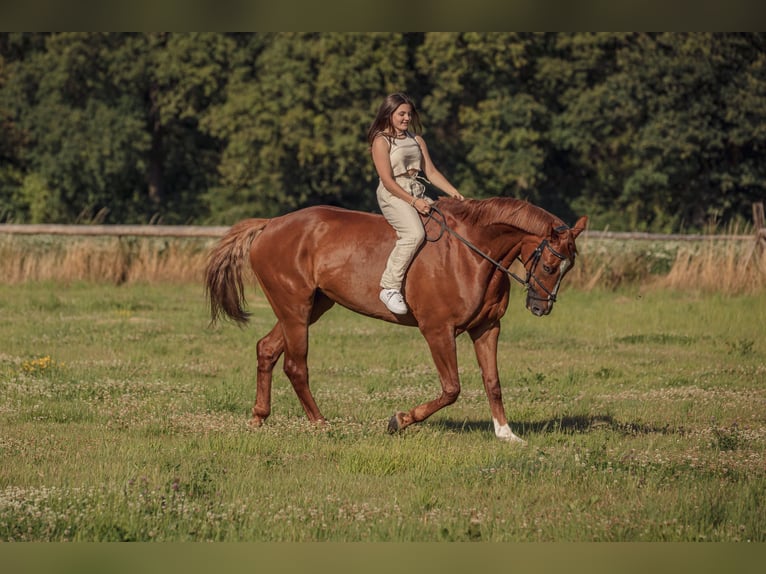 Cheval de sport allemand Hongre 15 Ans 178 cm Alezan in GrevenbroichGrevenbroich