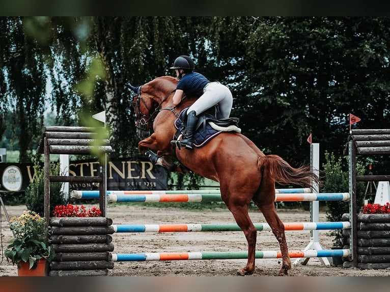 Cheval de sport allemand Hongre 15 Ans 178 cm Alezan in GrevenbroichGrevenbroich