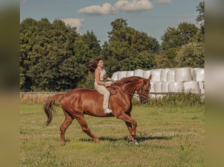 Cheval de sport allemand Hongre 15 Ans 178 cm Alezan in GrevenbroichGrevenbroich