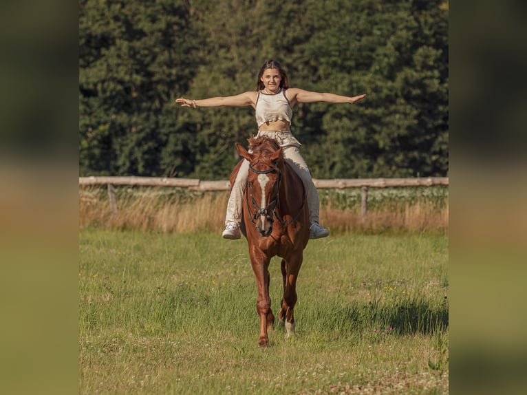 Cheval de sport allemand Hongre 15 Ans 178 cm Alezan in GrevenbroichGrevenbroich