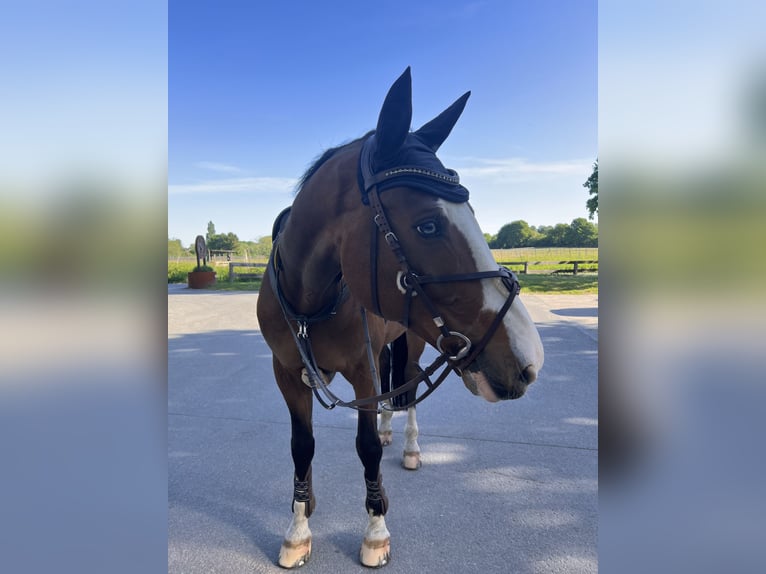 Cheval de sport allemand Hongre 15 Ans Bai in M&#xFC;lheim an der Ruhr