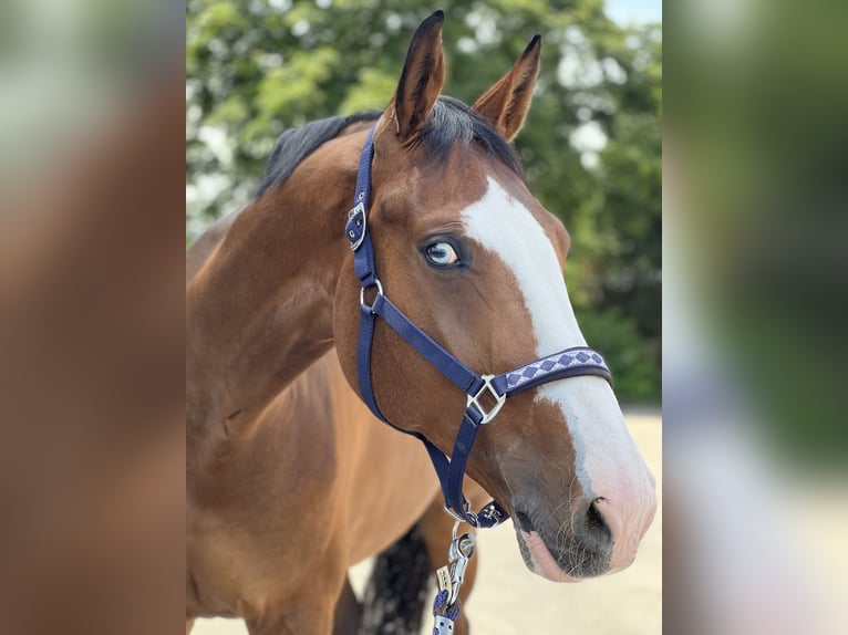 Cheval de sport allemand Hongre 15 Ans Bai in M&#xFC;lheim an der Ruhr
