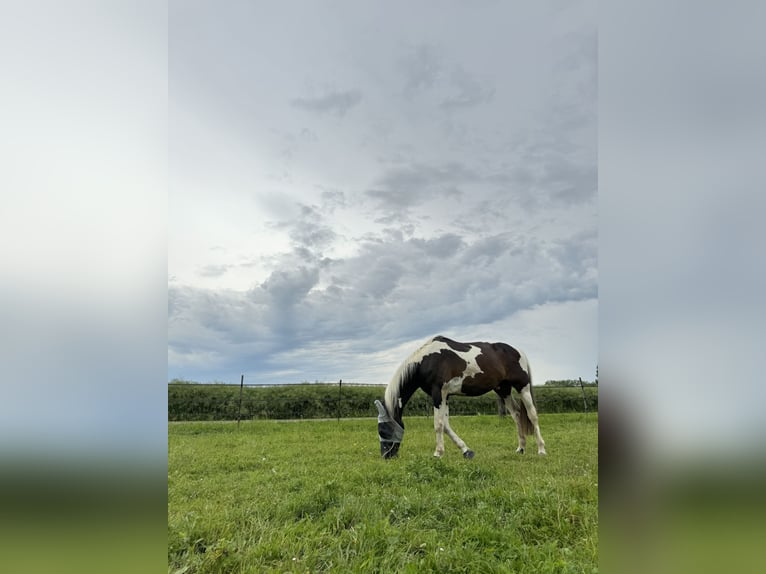 Cheval de sport allemand Hongre 16 Ans 158 cm Pinto in Raperswilen