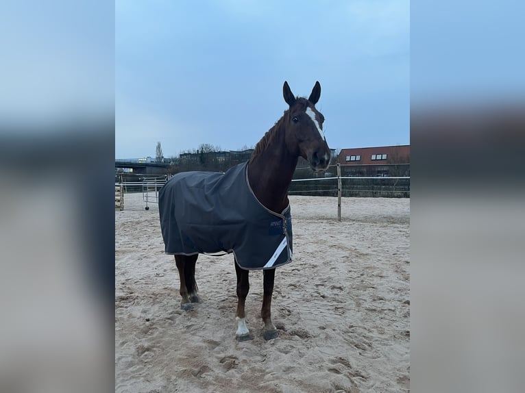 Cheval de sport allemand Hongre 16 Ans 163 cm Alezan brûlé in Erlangen