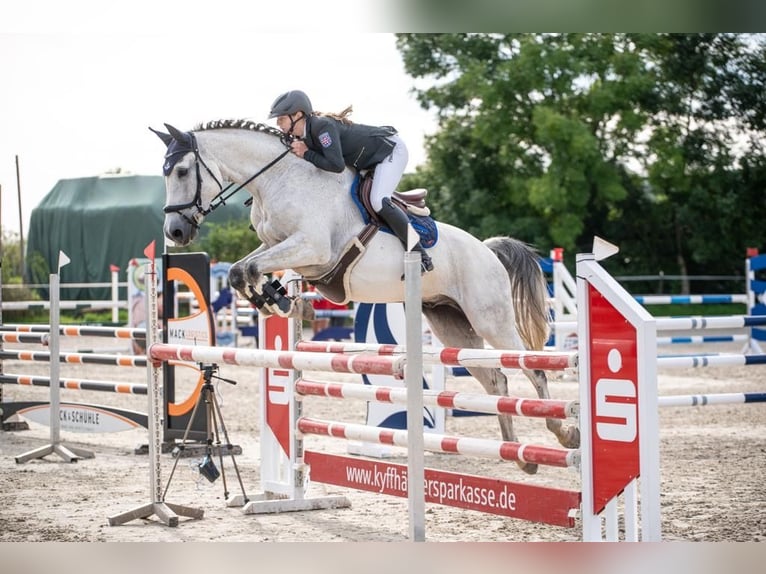 Cheval de sport allemand Hongre 16 Ans 165 cm Gris in Bad Bibra