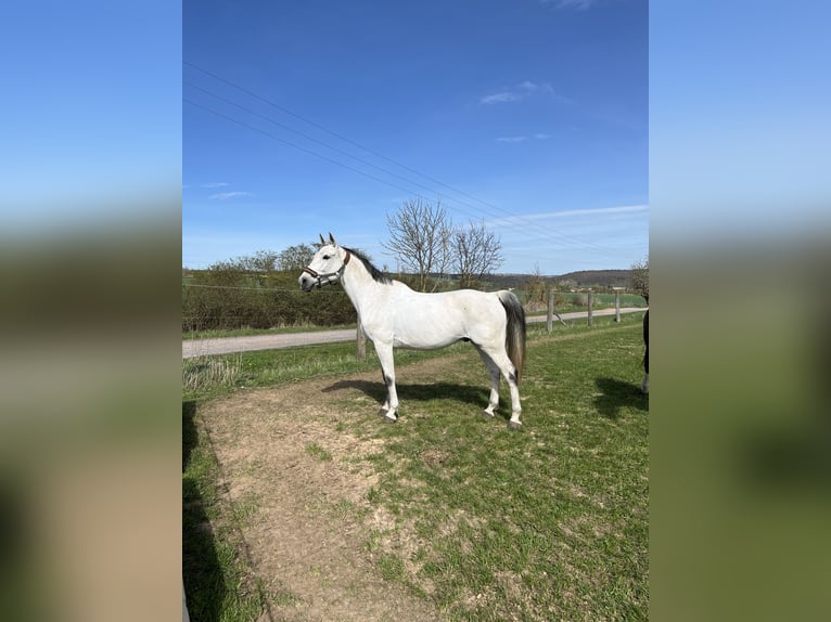 Cheval de sport allemand Hongre 16 Ans 165 cm Gris in Bad Bibra