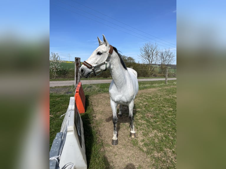 Cheval de sport allemand Hongre 16 Ans 165 cm Gris in Bad Bibra