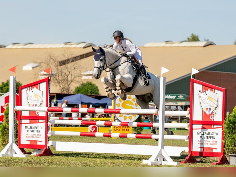 Cheval de sport allemand Hongre 16 Ans 165 cm Gris in Zahna-Elster