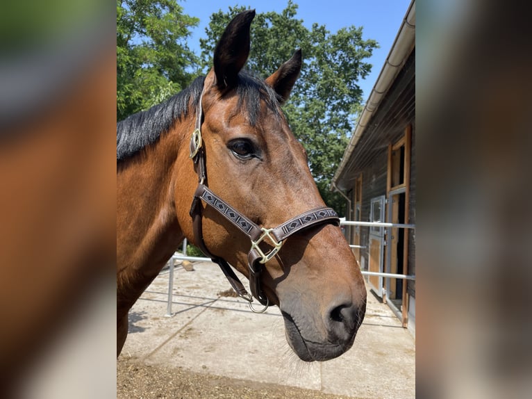 Cheval de sport allemand Hongre 16 Ans 167 cm Bai in Heddesheim