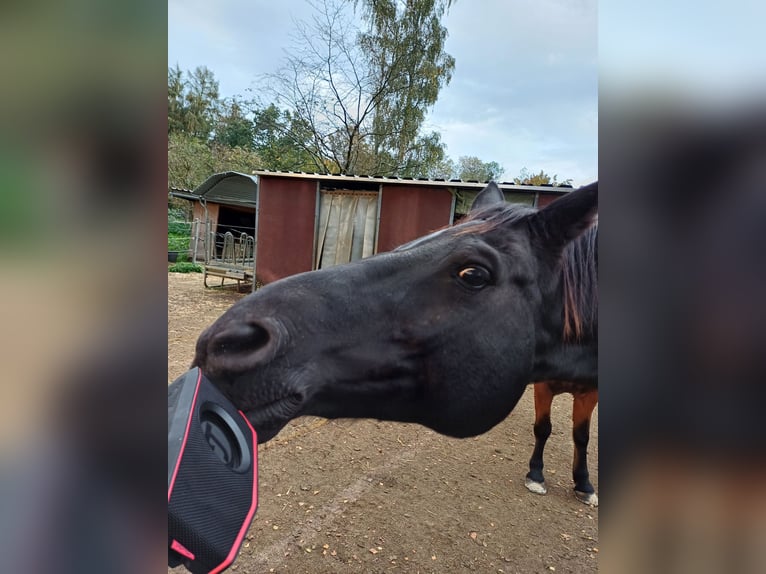Cheval de sport allemand Hongre 16 Ans 168 cm Noir in Rennerod Cheval de sport allemand Hongre 16 Ans 168 cm Noir in Rennerod