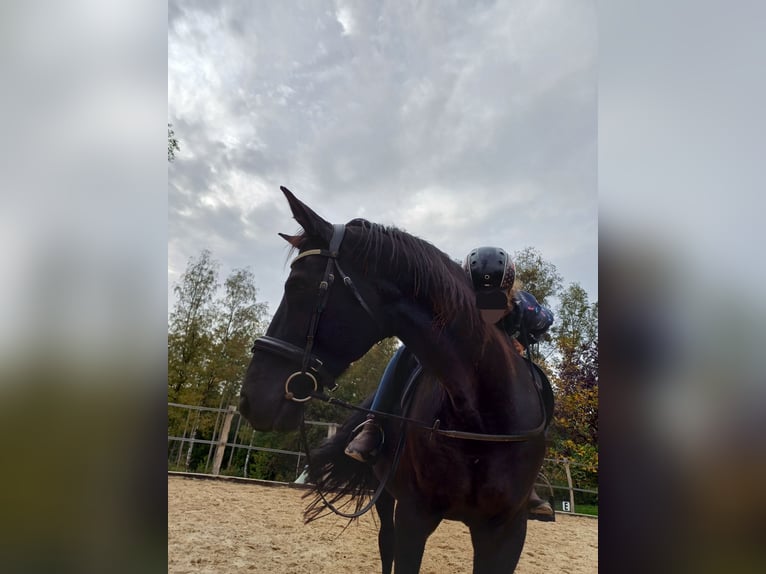 Cheval de sport allemand Hongre 16 Ans 168 cm Noir in Rennerod Cheval de sport allemand Hongre 16 Ans 168 cm Noir in Rennerod