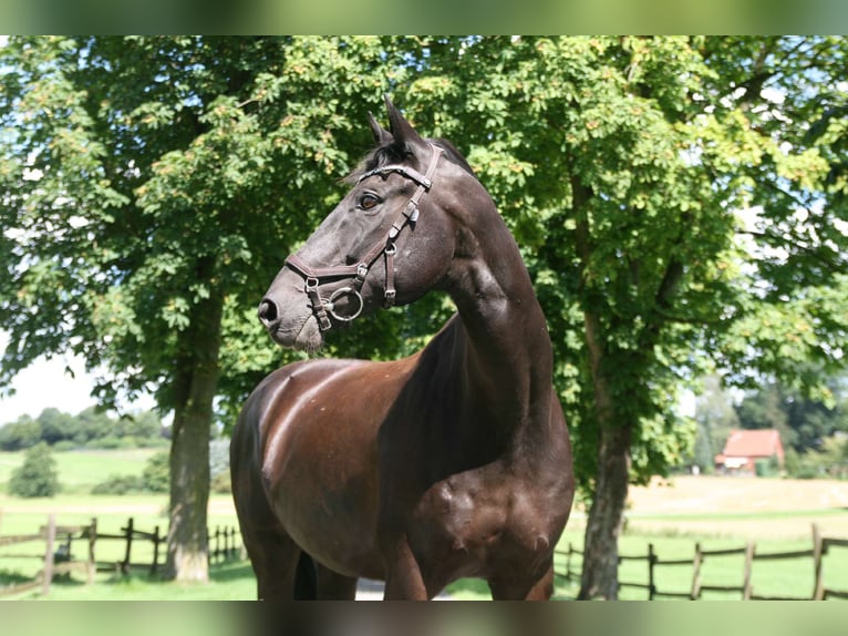 Cheval de sport allemand Hongre 16 Ans 168 cm Noir in Georgsmarienhütte