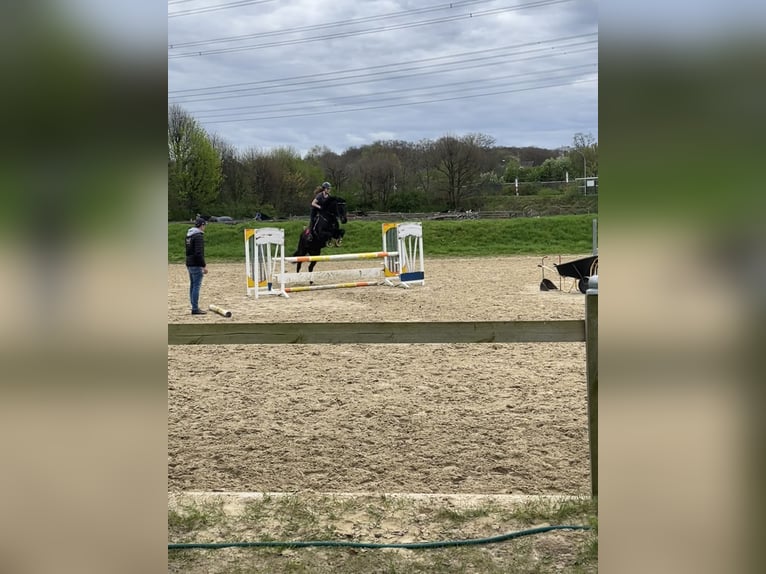 Cheval de sport allemand Hongre 16 Ans 168 cm Noir in Georgsmarienhütte