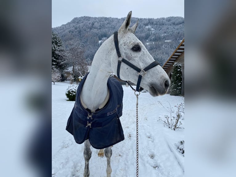 Cheval de sport allemand Hongre 16 Ans 170 cm Gris in Val Di Vizze