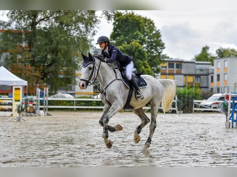 Cheval de sport allemand Hongre 16 Ans 170 cm Gris in Val Di Vizze