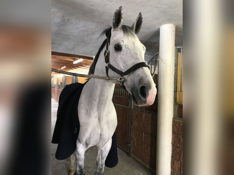 Cheval de sport allemand Hongre 16 Ans 170 cm Gris in Val Di Vizze