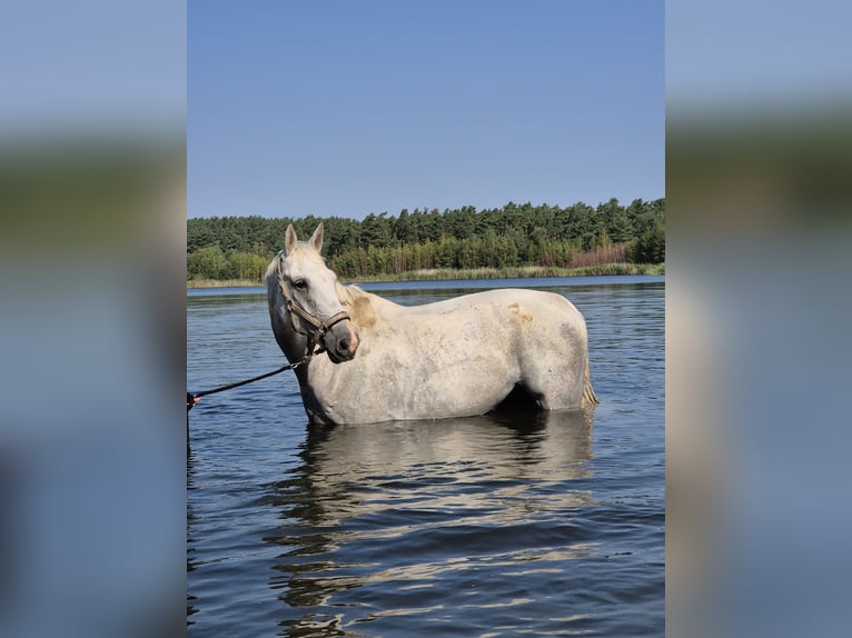Cheval de sport allemand Hongre 16 Ans 170 cm Gris moucheté in Wahlitz