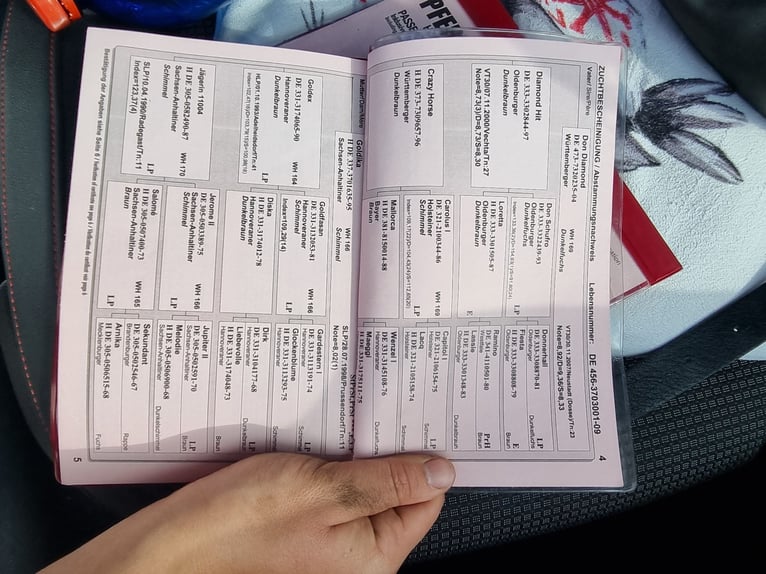 Cheval de sport allemand Hongre 16 Ans 170 cm Gris moucheté in Wahlitz Cheval de sport allemand Hongre 16 Ans 170 cm Gris moucheté in Wahlitz