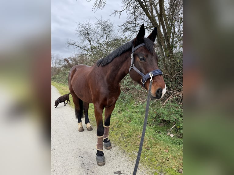 Cheval de sport allemand Hongre 16 Ans 172 cm Bai in Maintal