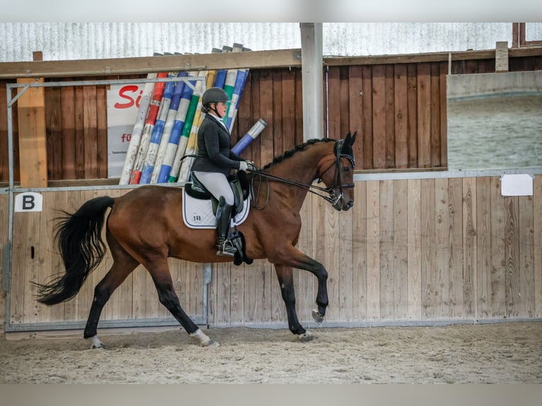 Cheval de sport allemand Hongre 16 Ans 172 cm Bai in Maintal