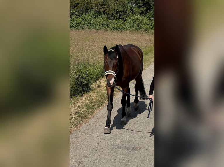 Cheval de sport allemand Hongre 16 Ans 172 cm Bai in Maintal