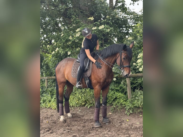 Cheval de sport allemand Hongre 16 Ans 172 cm Bai in Maintal