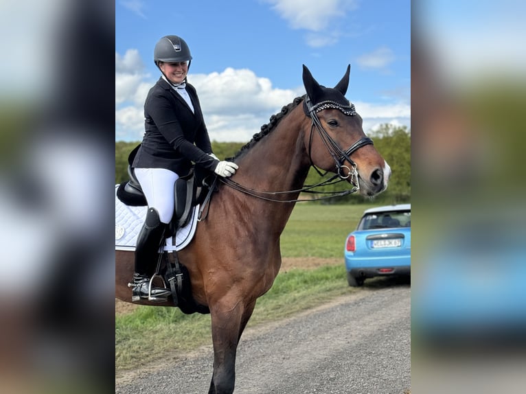 Cheval de sport allemand Hongre 16 Ans 172 cm Bai in Maintal
