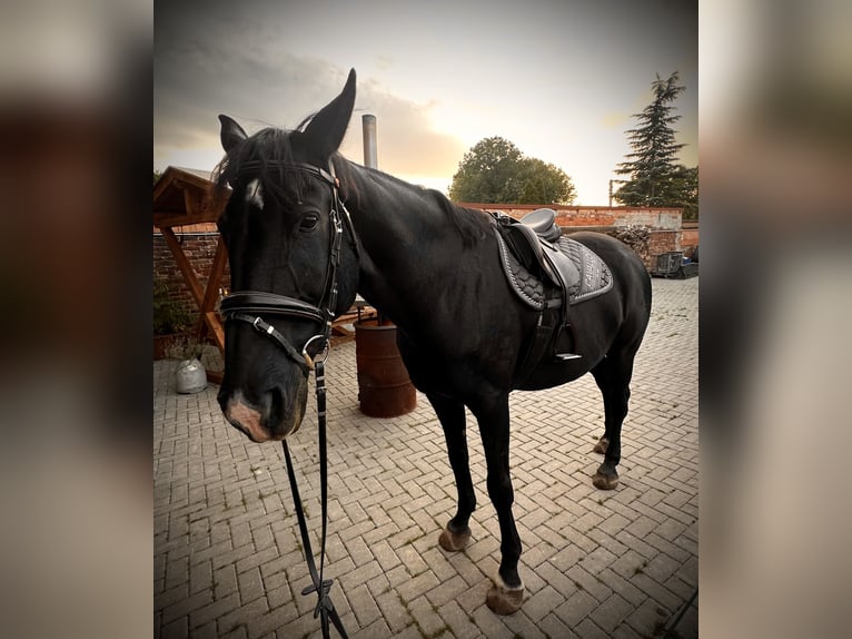 Cheval de sport allemand Hongre 16 Ans 172 cm Noir in Könnern