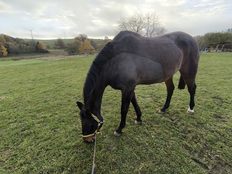 Cheval de sport allemand Hongre 16 Ans 175 cm Bai in Steffenberg