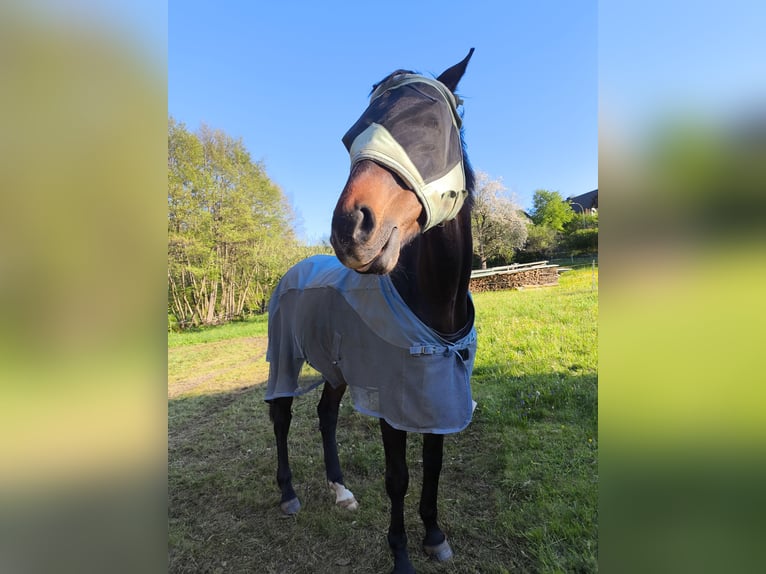 Cheval de sport allemand Hongre 16 Ans 175 cm Bai in Steffenberg