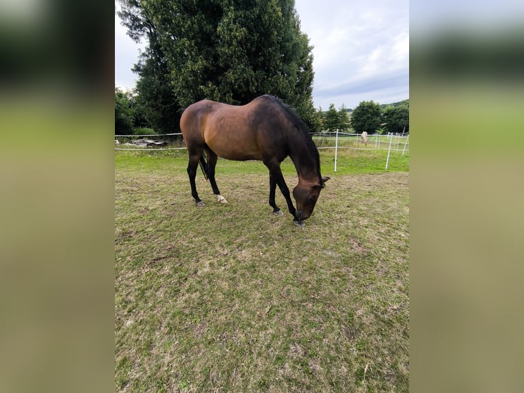 Cheval de sport allemand Hongre 16 Ans 175 cm Bai in Steffenberg