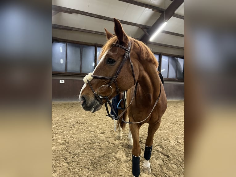 Cheval de sport allemand Hongre 16 Ans 178 cm Alezan in Quickborn