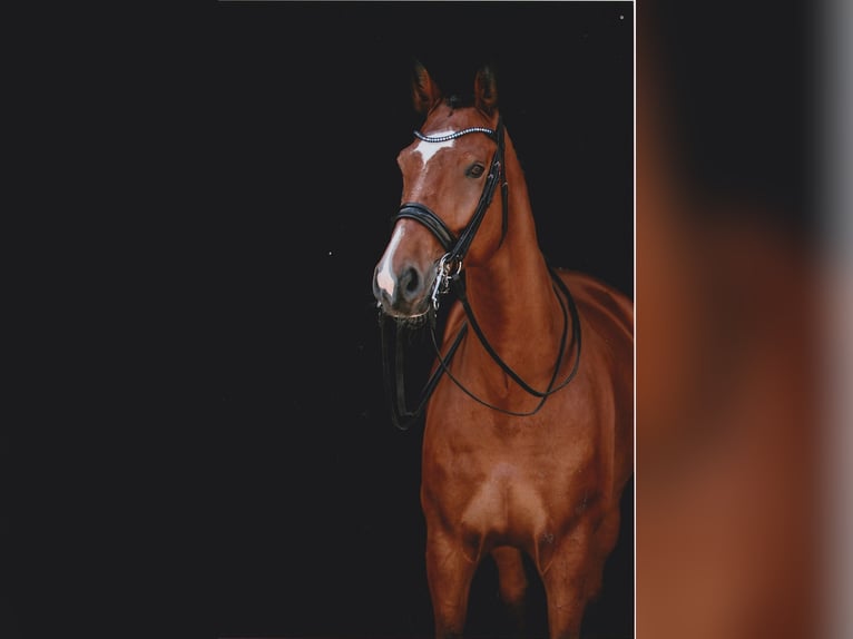 Cheval de sport allemand Hongre 16 Ans 179 cm Bai in Schnaittach