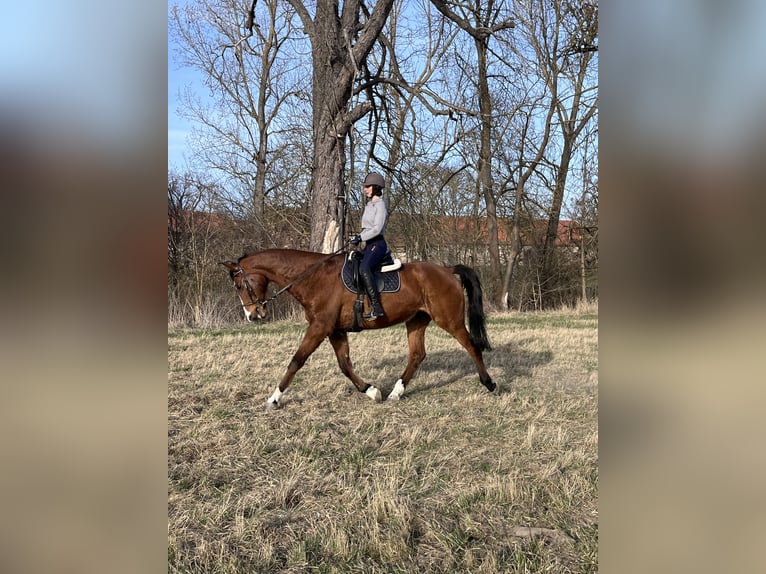 Cheval de sport allemand Hongre 16 Ans 180 cm Bai in Bad Langensalza