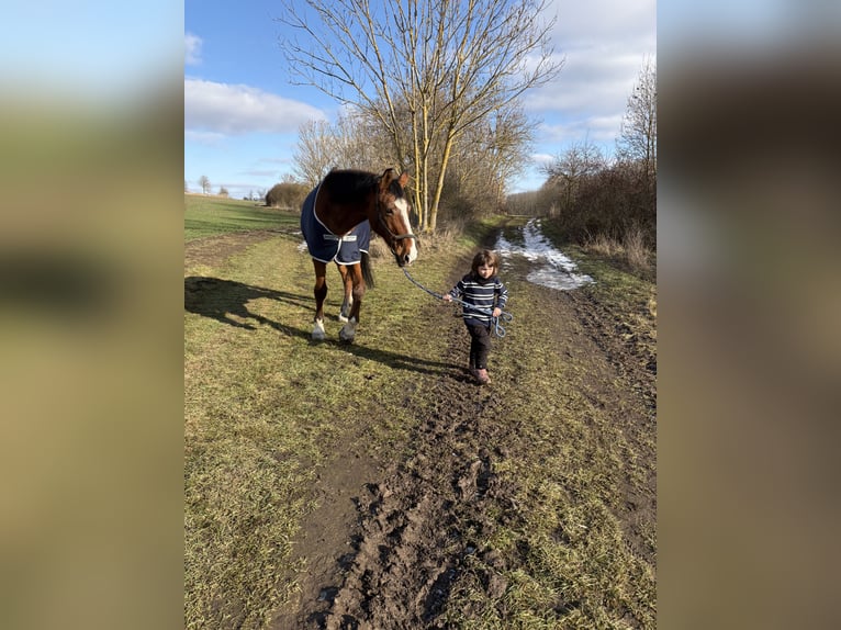 Cheval de sport allemand Hongre 16 Ans 180 cm Bai in Bad Langensalza