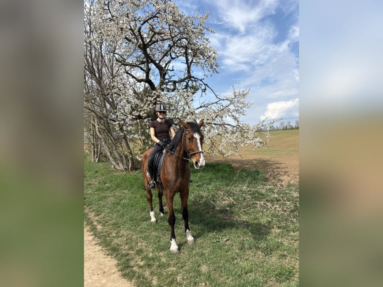 Cheval de sport allemand Hongre 16 Ans 180 cm Bai in Bad Langensalza