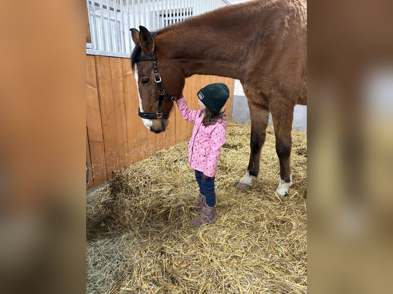 Cheval de sport allemand Hongre 16 Ans 180 cm Bai in Bad Langensalza