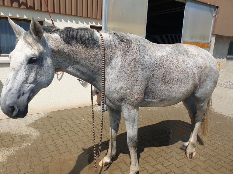 Cheval de sport allemand Hongre 16 Ans 180 cm Gris in Bad Wurzach