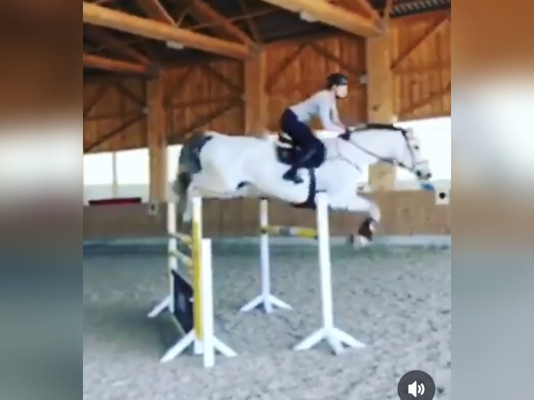 Cheval de sport allemand Hongre 16 Ans 180 cm Gris in Bad Wurzach