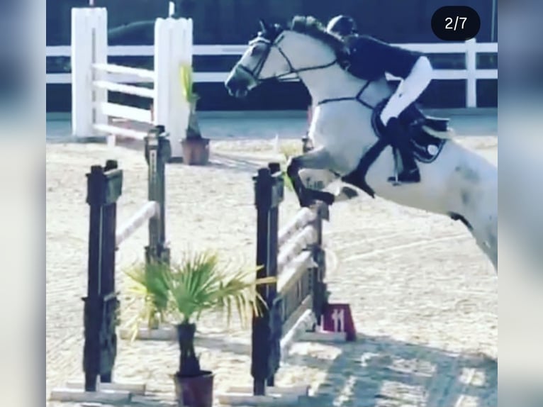 Cheval de sport allemand Hongre 16 Ans 180 cm Gris in Bad Wurzach