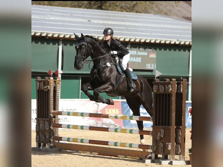 Cheval de sport allemand Hongre 16 Ans 181 cm Noir in Wallersdorf