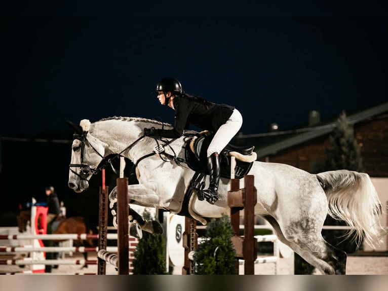 Cheval de sport allemand Hongre 16 Ans 184 cm Gris moucheté in Michałów Górny