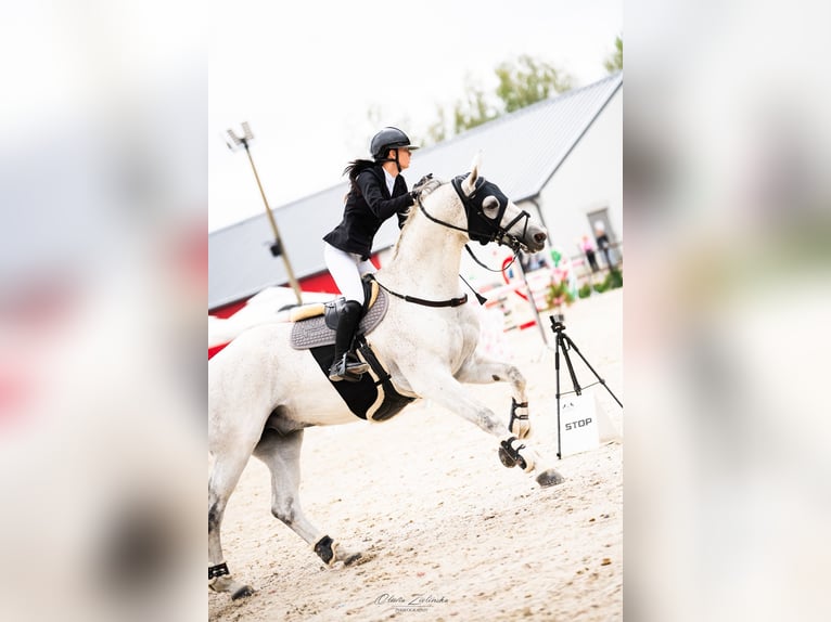 Cheval de sport allemand Hongre 16 Ans 184 cm Gris moucheté in Michałów Górny