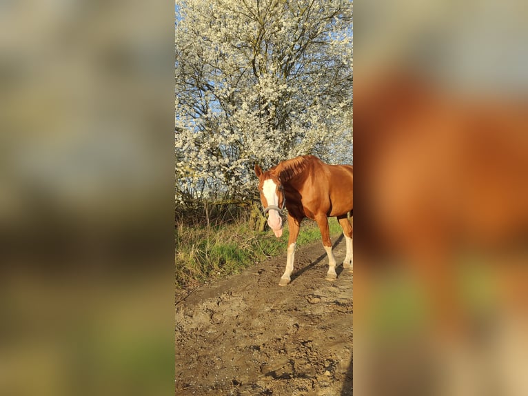 Cheval de sport allemand Hongre 17 Ans 162 cm Alezan in Oberkrämer OT Bötzow